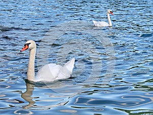 Two white swans on a crystal blue lake