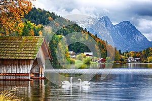 Two white swans in crystal clear water Grundlsee Lake.