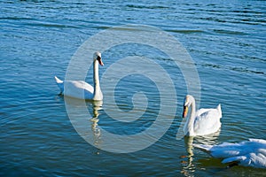 Two white swans on Danube river in Austria.