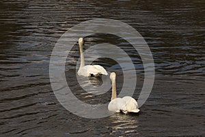 Two White Swans on Deschutes River