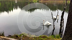 Two white swans float in the lake during a rain.