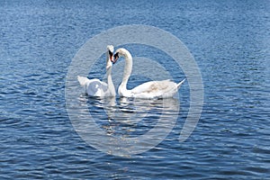 Two white swans floating on the lake in Hyde Park, London.