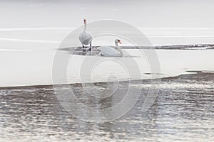 Two white swans on frozen lake. Winter frozen lake