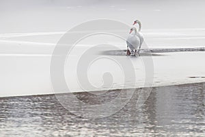 Two white swans on frozen lake. Winter frozen lake