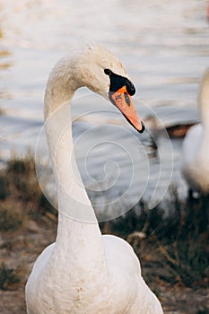 Two white swans graze on the banks of the river at sunset