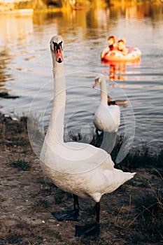 Two white swans graze on the banks of the river at sunset