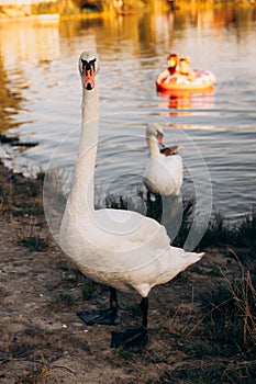 Two white swans graze on the banks of the river at sunset