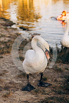 Two white swans graze on the banks of the river at sunset