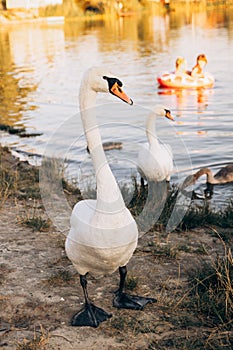 Two white swans graze on the banks of the river at sunset