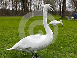 Two white swans graze on the lawn near the lake