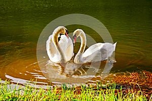 Two white swans heart water scene for lovely
