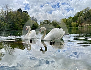 Two white swans on lake