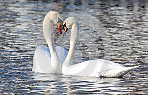 Two white swans on the lake