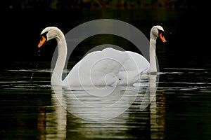 Two white swans on lake, reflected in water