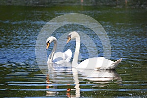 Two white swans on a lake in the UK