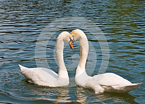 Dos blanco cisnes enamorado 