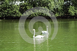 Two white swans make up a married couple