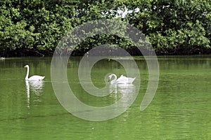 Two white swans make up a married couple