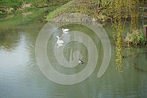 Two white swans and a mallard duck on the water of the Wuhle river in spring. Berlin, Germany