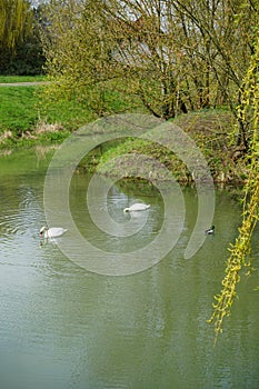 Two white swans and a mallard duck on the water of the Wuhle river in spring. Berlin, Germany