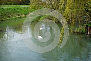 Two white swans and a mallard duck on the water of the Wuhle river in spring. Berlin, Germany