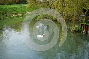Two white swans and a mallard duck on the water of the Wuhle river in spring. Berlin, Germany