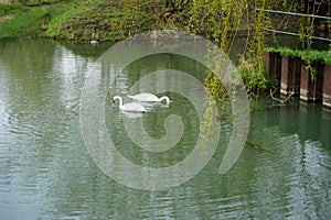 Two white swans and a mallard duck on the water of the Wuhle river in spring. Berlin, Germany