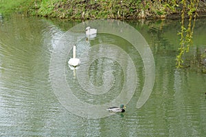 Two white swans and a mallard duck on the water of the Wuhle river in spring. Berlin, Germany