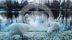 Two white swans near the water in winter in the town of Slupsk