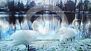 Two white swans overwinter on a water canal in the city of Slupsk in Poland photo