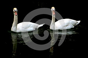 Two white swans on a pond.