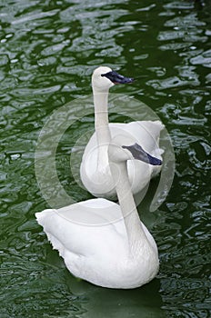 Two white swans