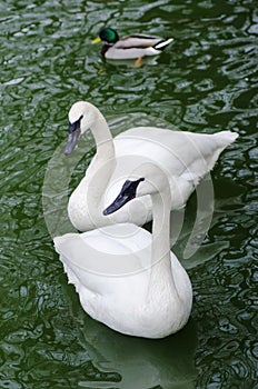 Two white swans