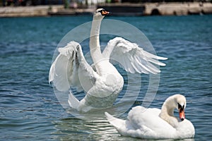 Two white swans on the pond close-up. The swan flaps its large wings and tries to take off.