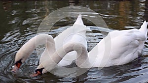 Two white swans in a pond pecking cookie