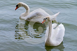 Two white swans with red-black beaks like a couple of lovers