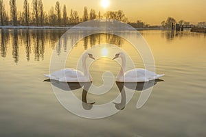 Two white swans on a river at sunset