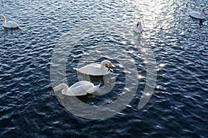 Two White Swans River Sunset Swan