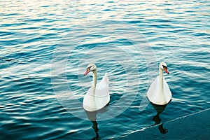 Two white swans in river at sunset. Swan love. Cygnus. Blue water and graceful birds. Lake.