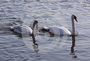 Two white swans on river surface in the city