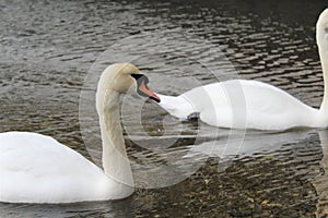 Two white swans on a small lake