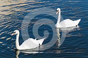 Two white swans swim along the water
