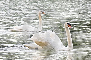 Two white swans swimming in the lake in PangUng, Maehongsorn, Thailand. Mist above the water