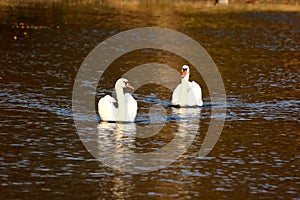 Two white swans swimming peacefully in middle of calm river creating ripples on surface