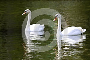 Two white swans swimming in the pond