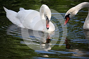 Two white swans swimming