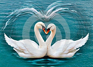 Two white swans touching beaks