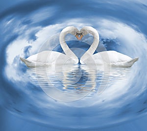 two white swans on the water as a symbol of love