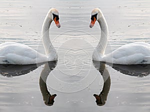 Two white swans on water with reflection