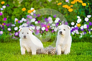 Two White Swiss Shepherd`s puppies and tabby kittens on green gr